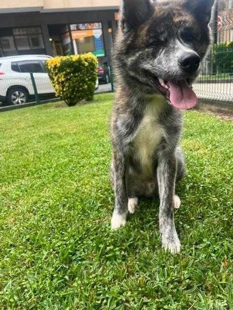 Akita inu tricolor raça pura para Dar
