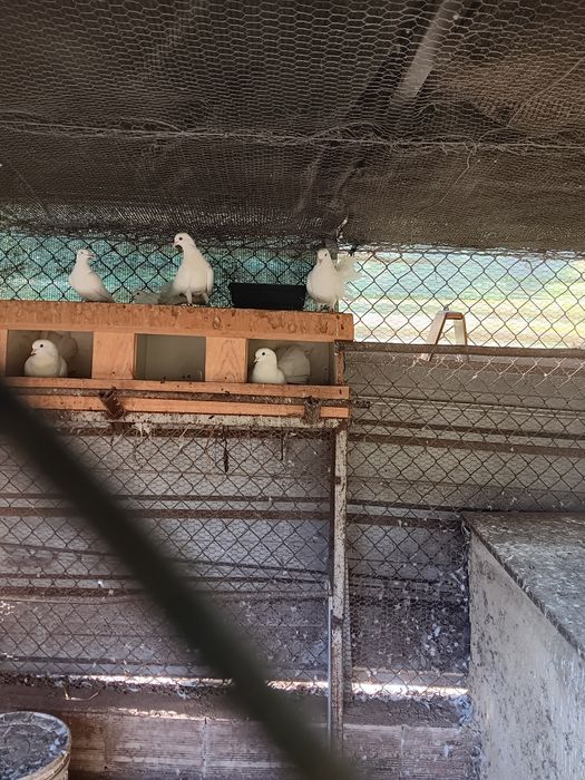 Pombas de leque  brancas