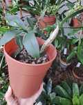 Orquidea Dendrobium Hilda Poxon