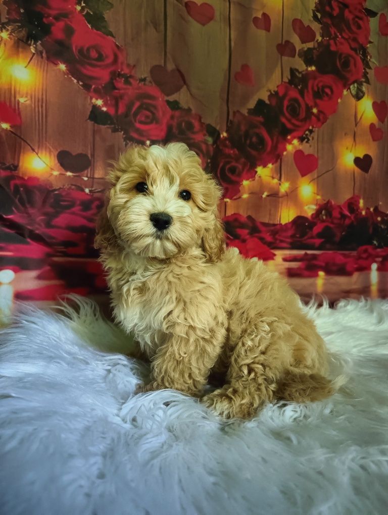 PASZPORT BADANIA GENETYCZNE Maltipoo cudowny chłopiec rodowód wyprawka