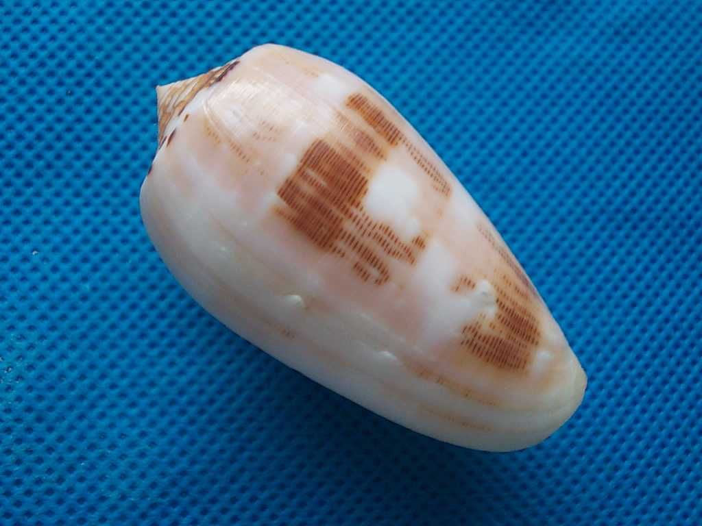 Muszle morskie- Conus chusaki