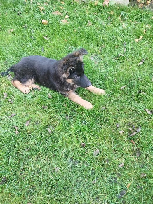 Owczarek niemiecki długowłosy