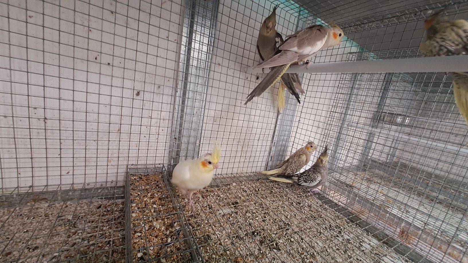 Lote de Caturras para acabar de criar á mão e algumas já independentes