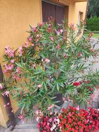 Oleander różowy 190cm