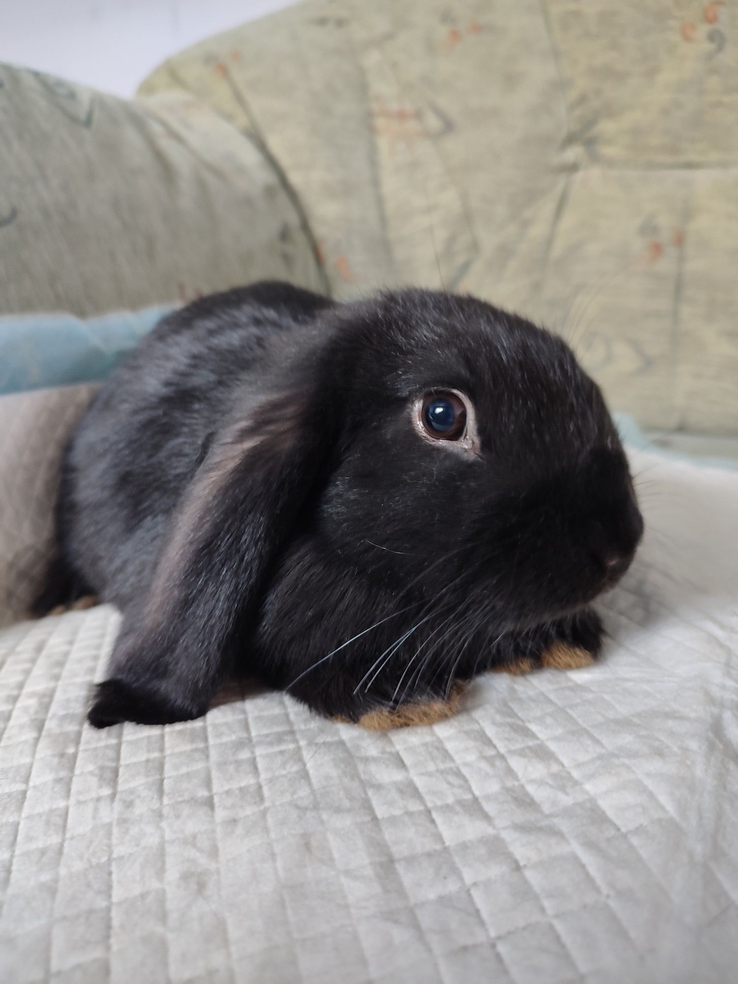 Króliczki mini lop, baranek miniaturka gotowe do odbioru