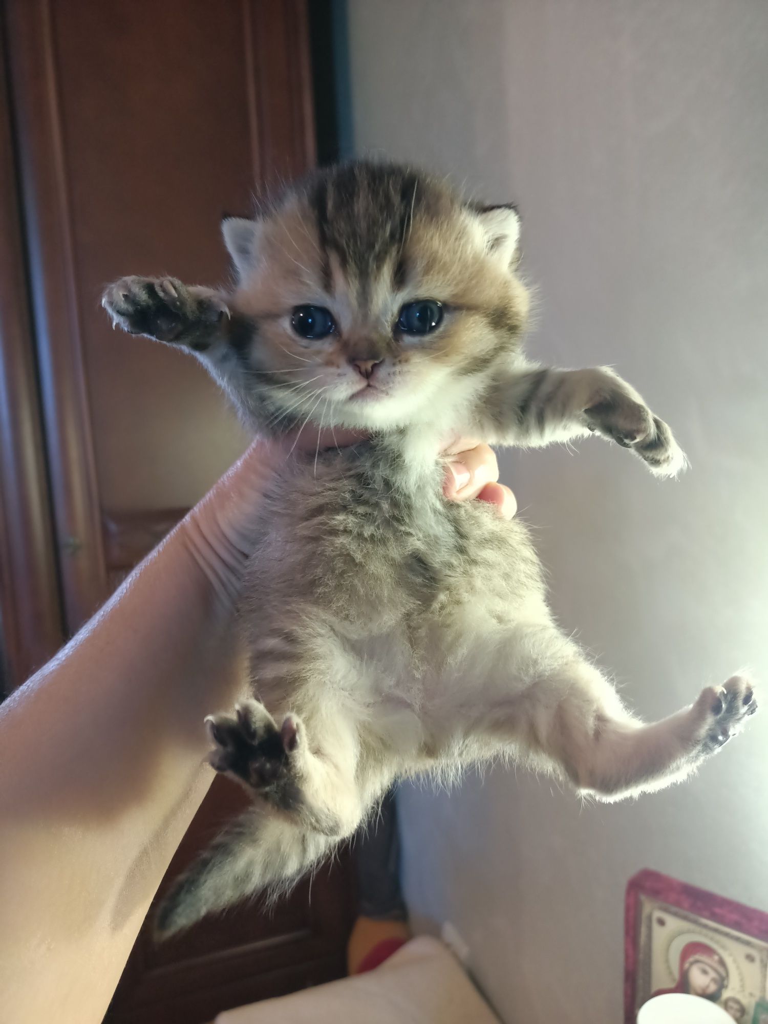 Кошенята шотландці