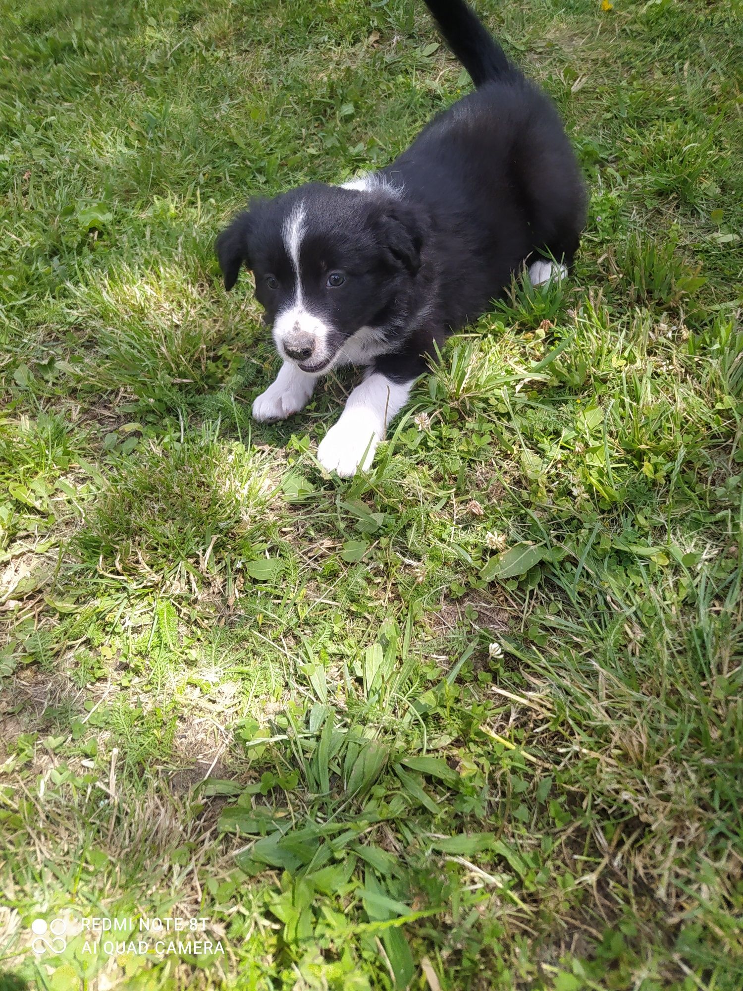 Border Collie - Czarno biała