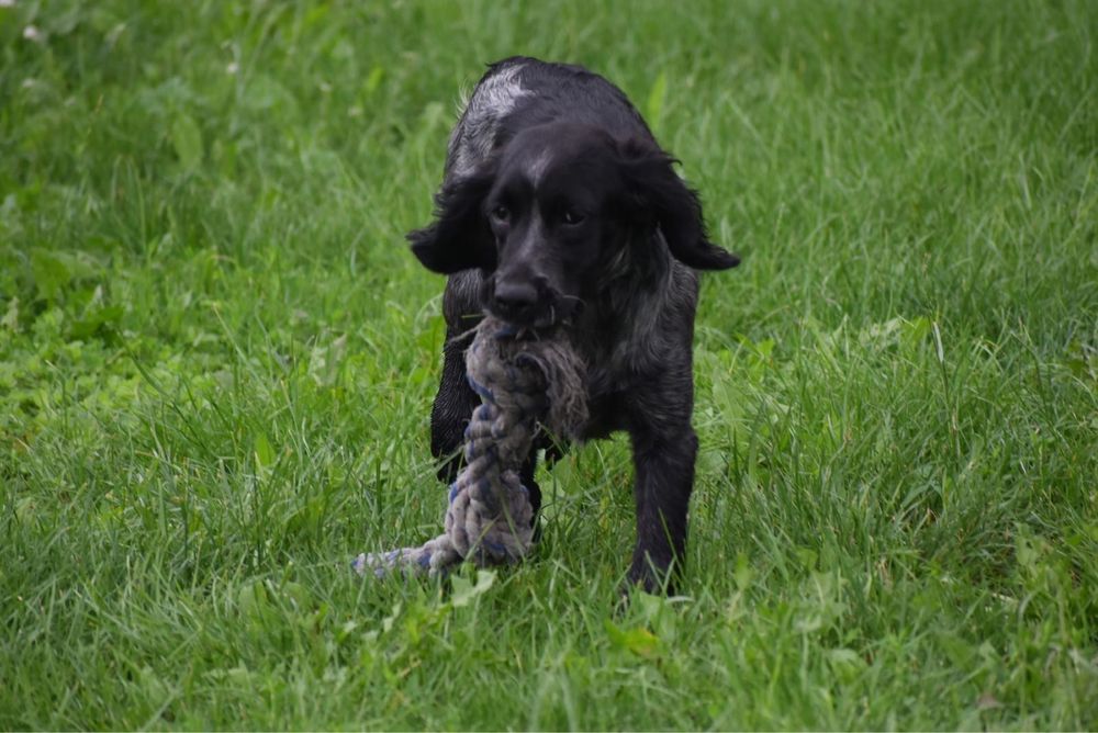 Niebieski spaniel pikardyjski FCl (wyżeł,płochacz)