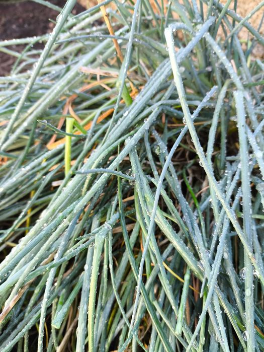 venda de ervas aromáticas e chás