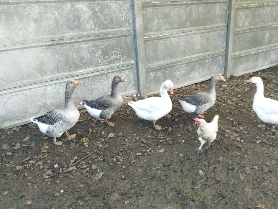 Gęsi nie kaczki  gęsi