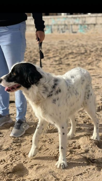 Cão macho para adoção