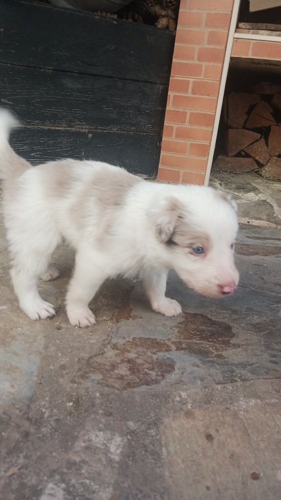 Border Collie com Pedigree