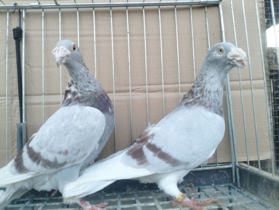 Gołębie Staropolskie