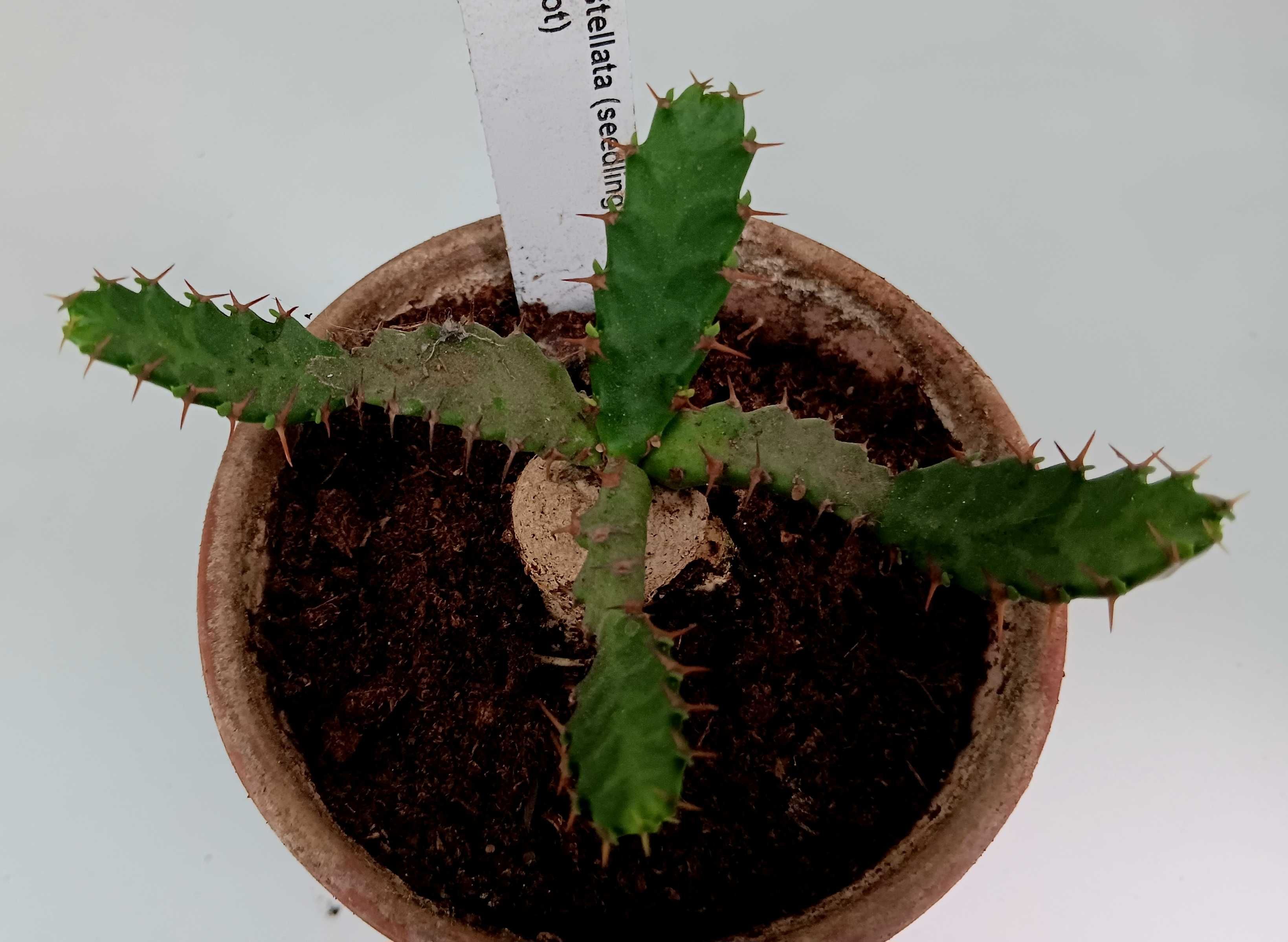 Cactus e suculentas