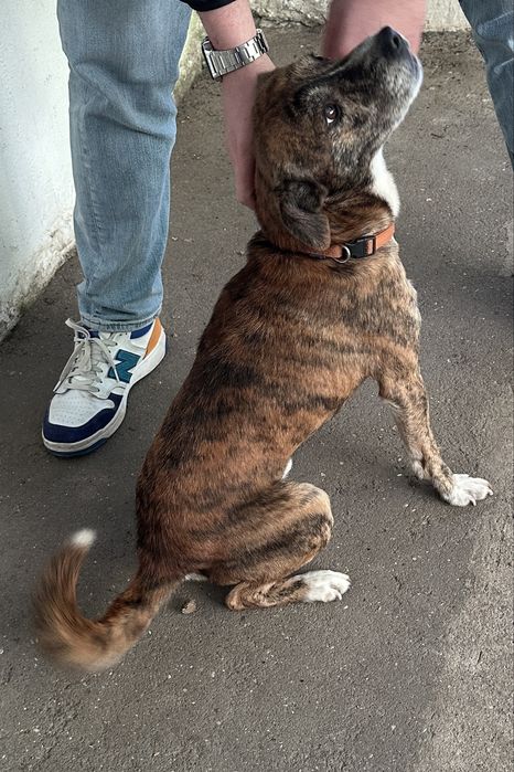 Cão para adoção responsável