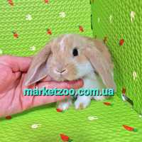 Мини міні mini lop висловухий баранчик плащовий хлопчик