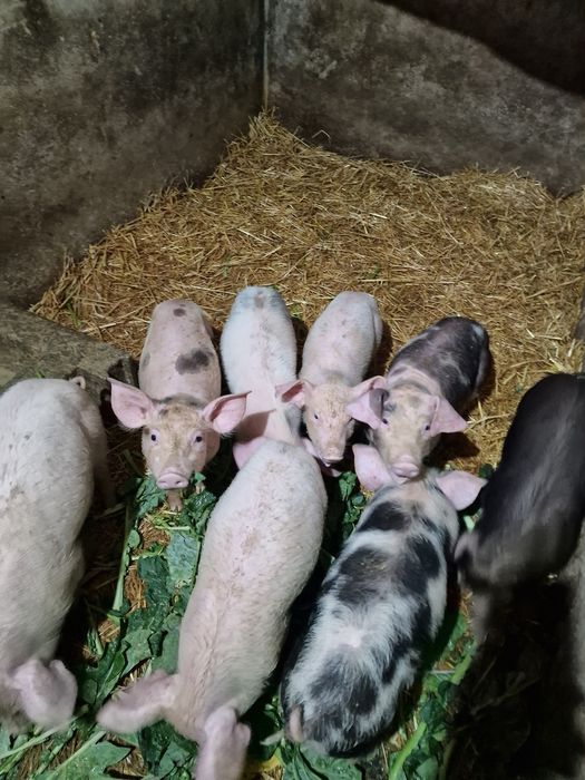 Porcos pietran com dois meses