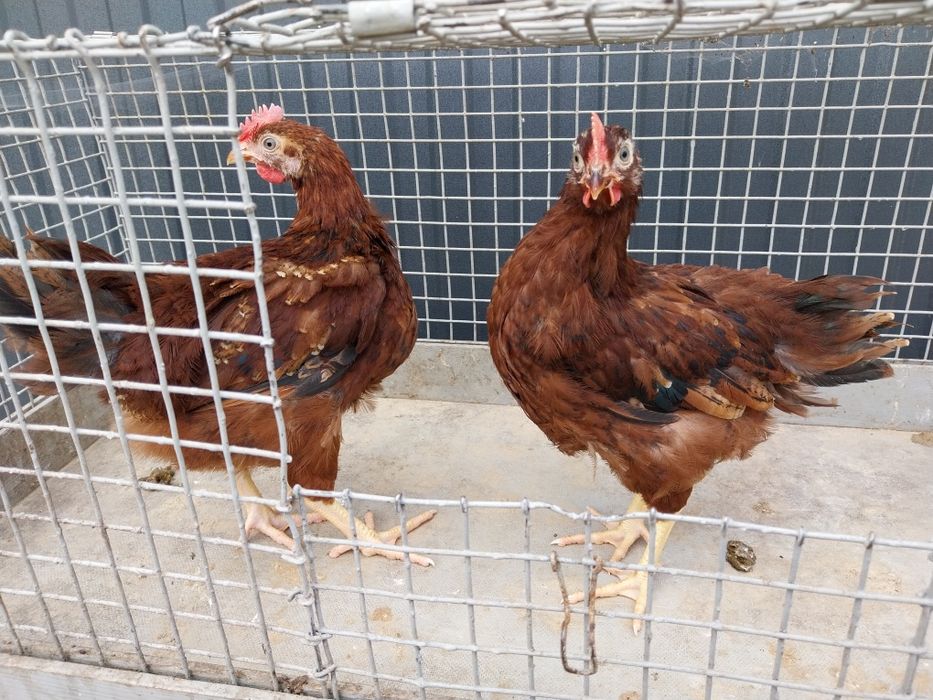 Młode Kury Karmazyny