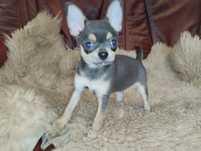 Chihuahua, niebieski piesek, szczeniak mini