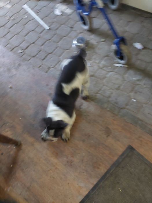 Buldog francuski  blue tan