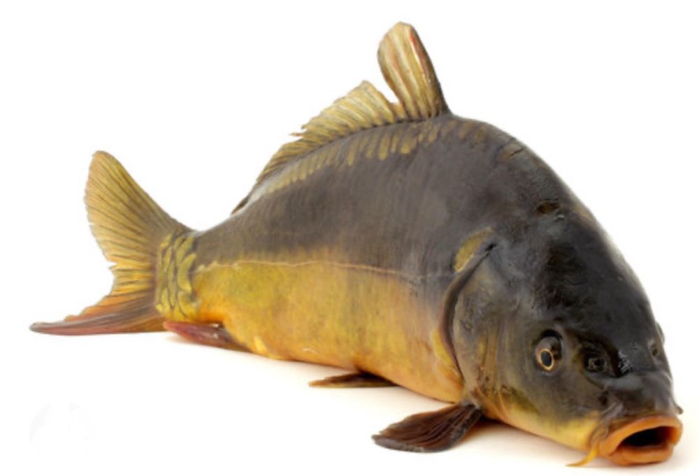 Swiezy karp ze stawów w Grzymalinie