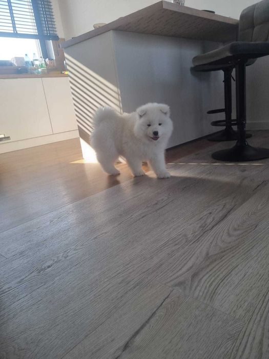 Samojed Samoyed Suczka