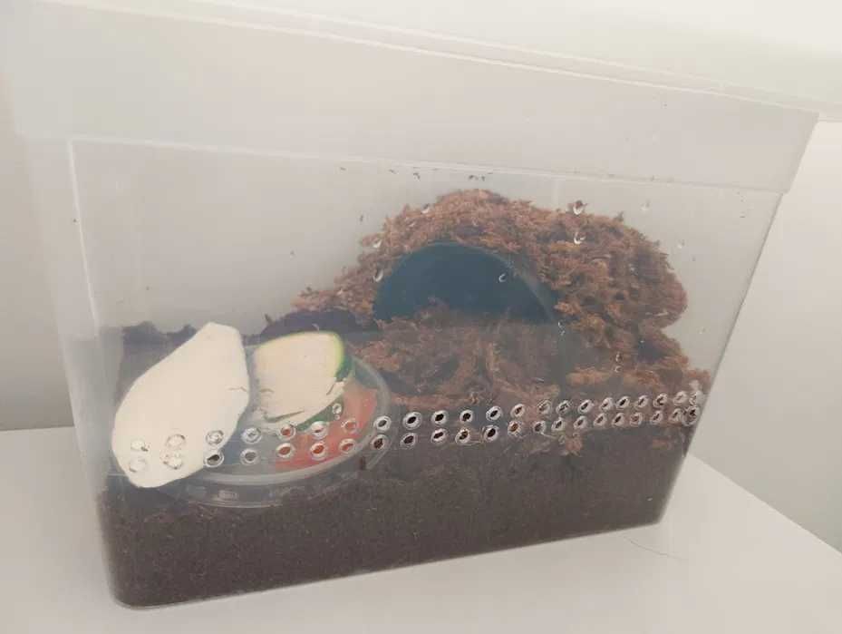 WYSYŁKA Zestaw box ślimak afrykański terrarium pojemnik plastikowy