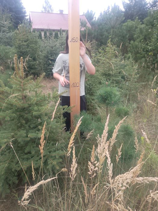 Jodła koreańska,świerk srebrny,świerk pospolity.