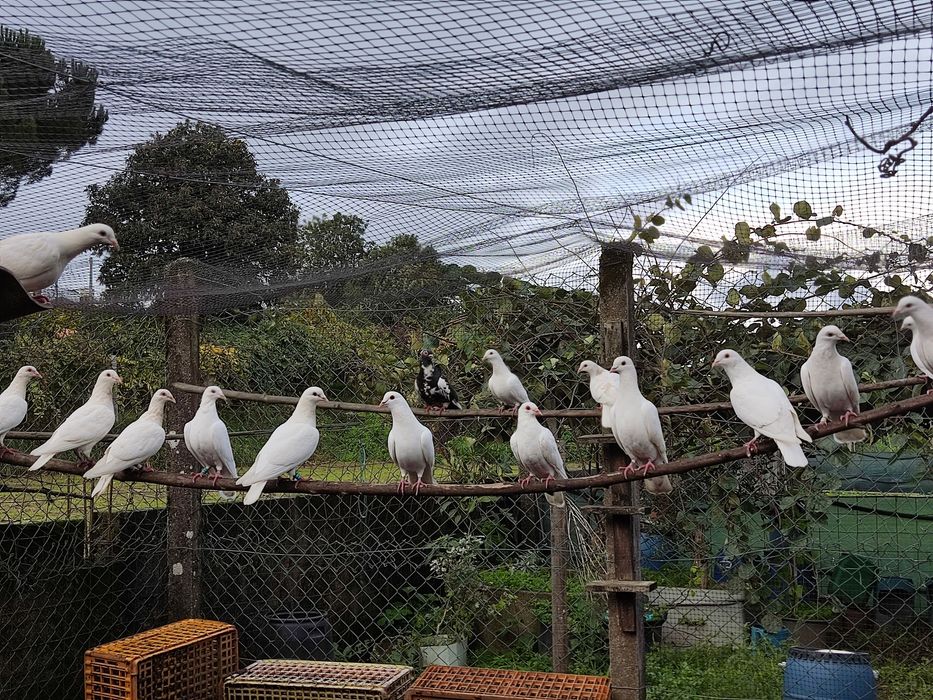 Alugo Pombos brancos