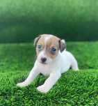 Jack Russell Terrier