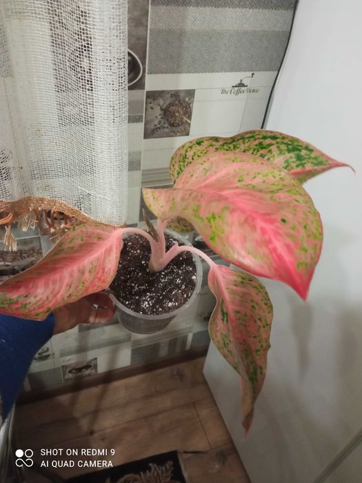 Аглаонеми новинки