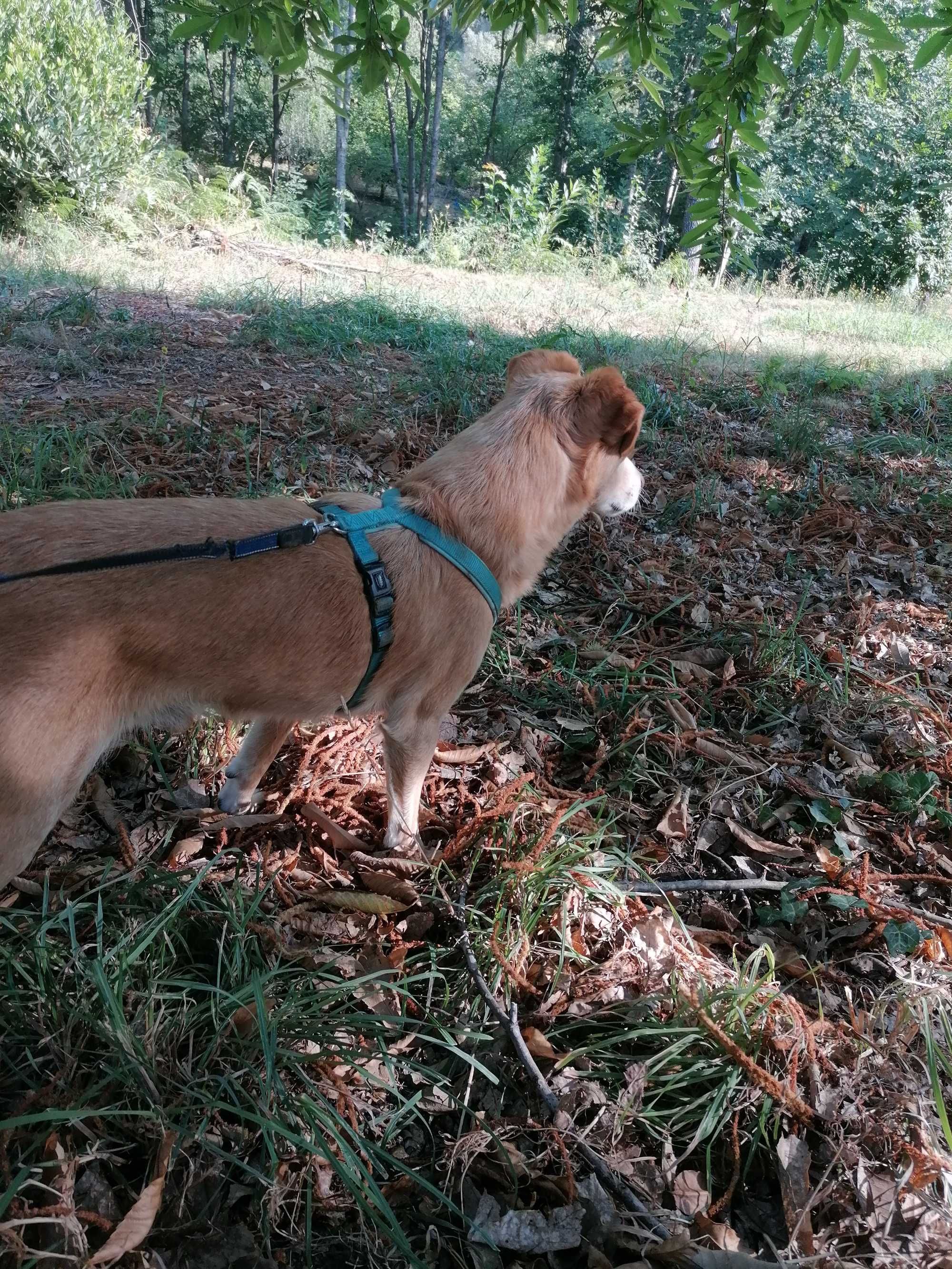 Pluto- cão para adoção muuuuito responsável.