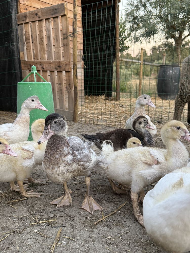 Patos para criar