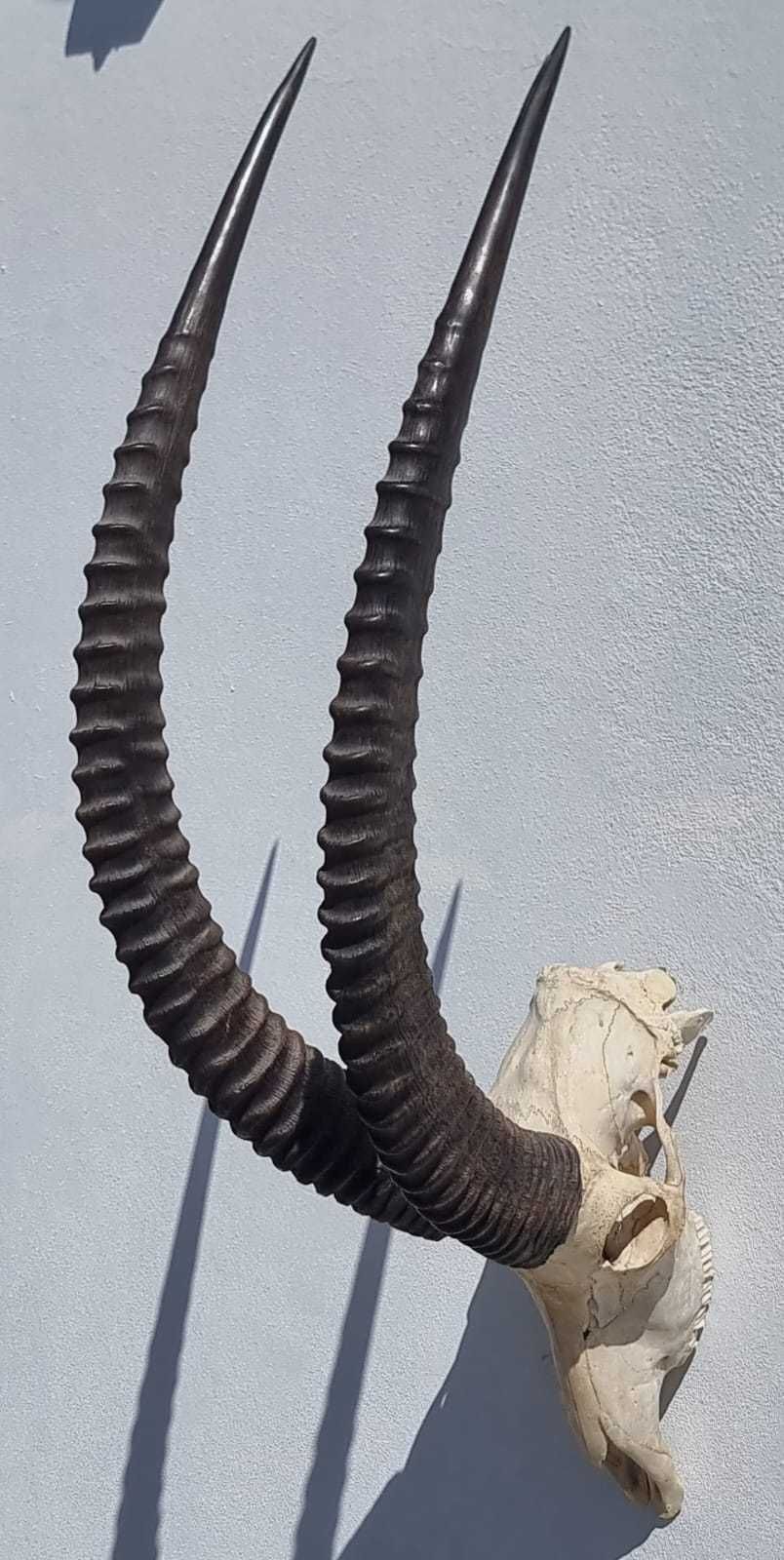 African horns for Sale