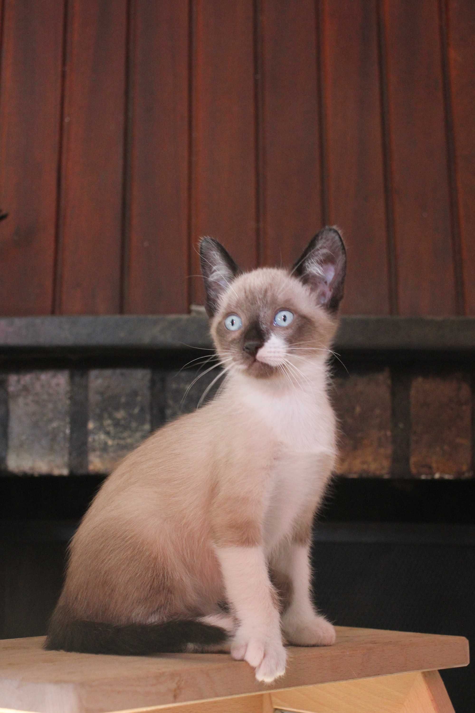MACHO | Gatinho de olhos azuis disponível para adoção responsável