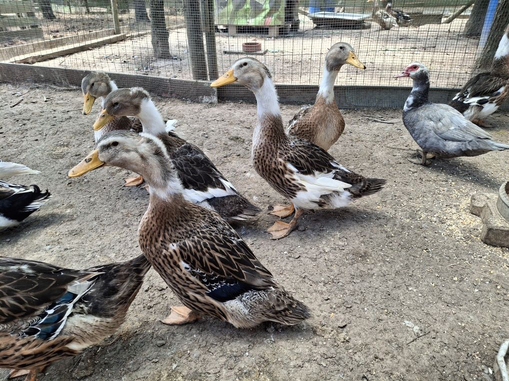 Patos Rouen com 2 meses