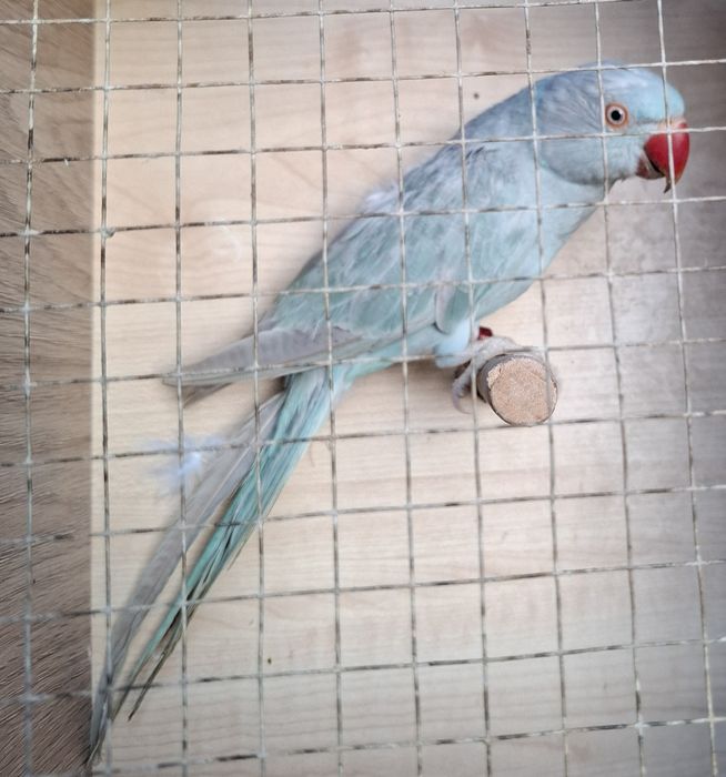 Aleksandretta obrożna 2024