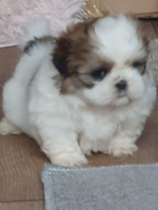 Shih tzu ,/Urocze clppaki