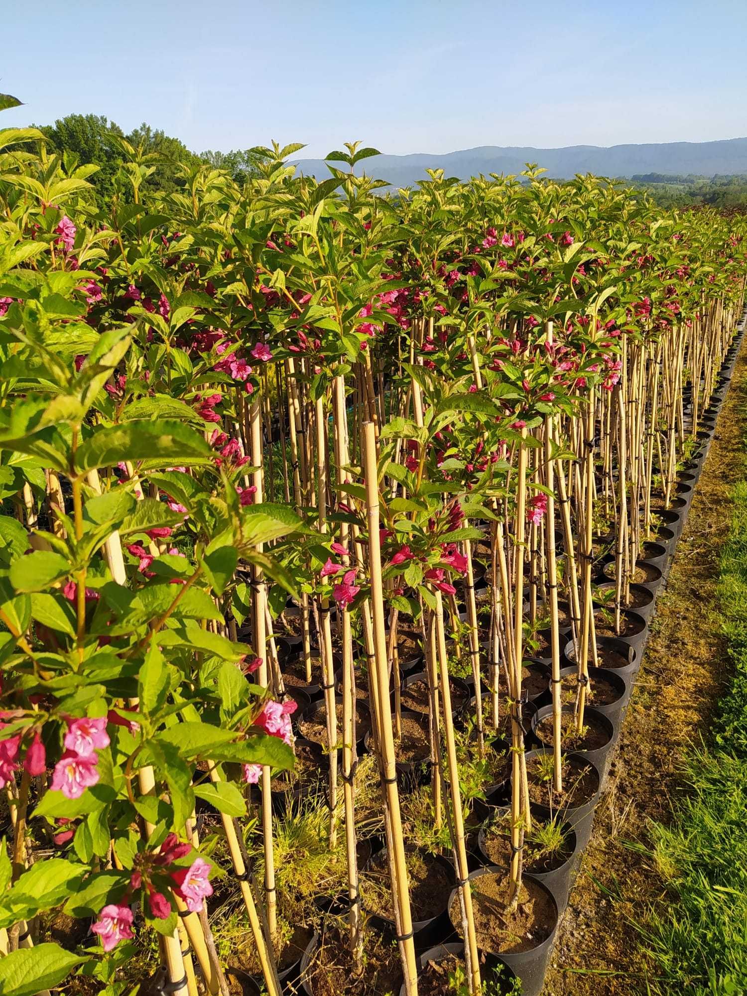 Krzewy ozdobne formowane na pniu, krzewuszka - Weigela 'Bristol Ruby'