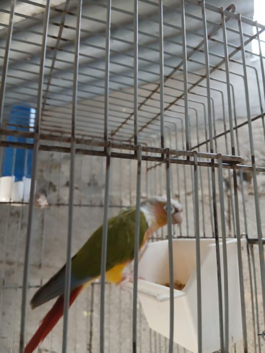 Pyrrhura domesticada
