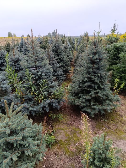 Choinki cięte i w doniczkach Jodła kaukaska świerk srebrny