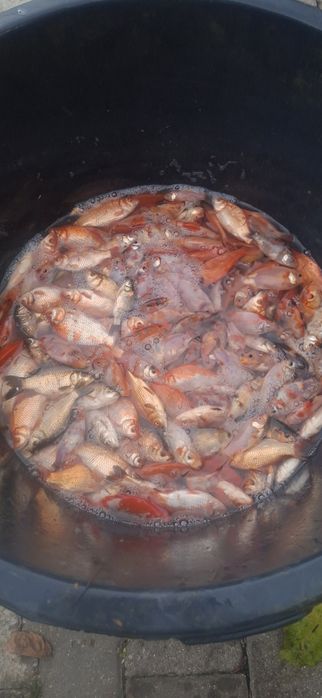 Karasie Koi narybek