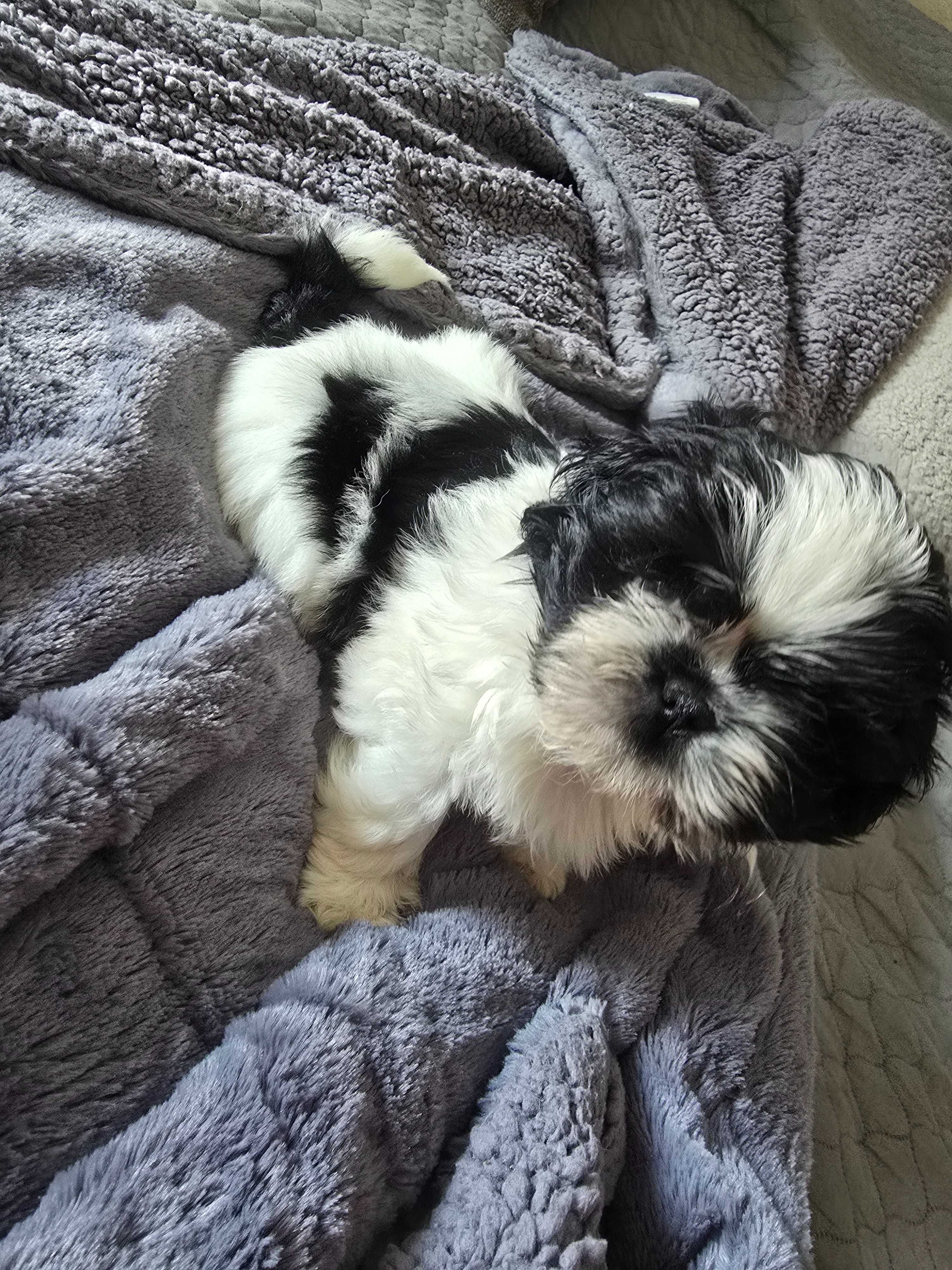 Szczenieta shih tzu