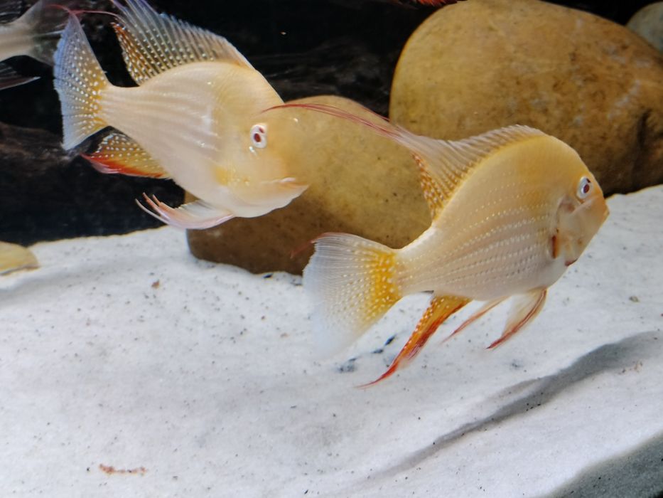 HECKELII ALBINO-Acarichthys adultos