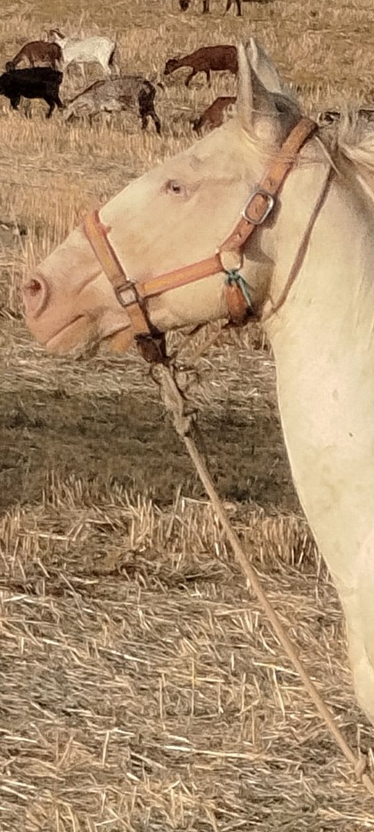 Cavalo Isabel lusitano puro