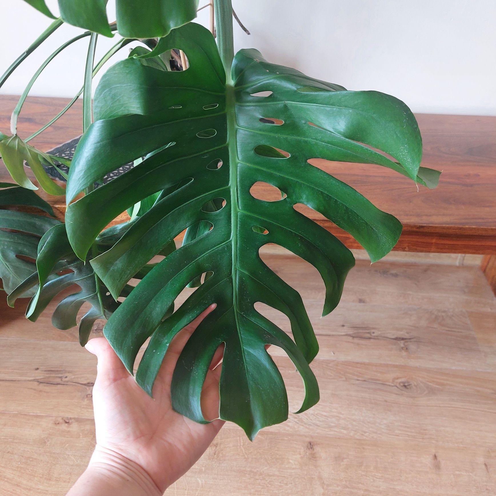 Monstera dziurawa