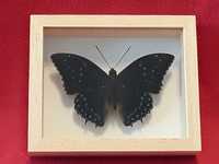 Motyl w ramce 12 x 10 cm . Charaxes numenes 90 mm.