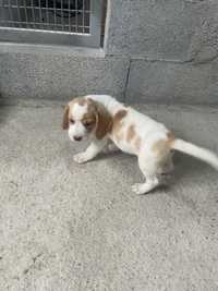 Lindo beagle bicolor