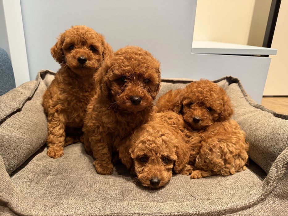 Цуценята Той Пудель