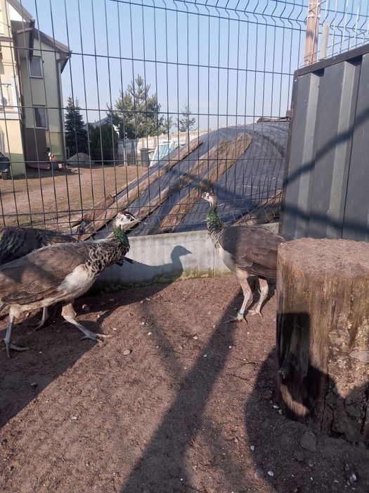 Paw królowski z tego roku